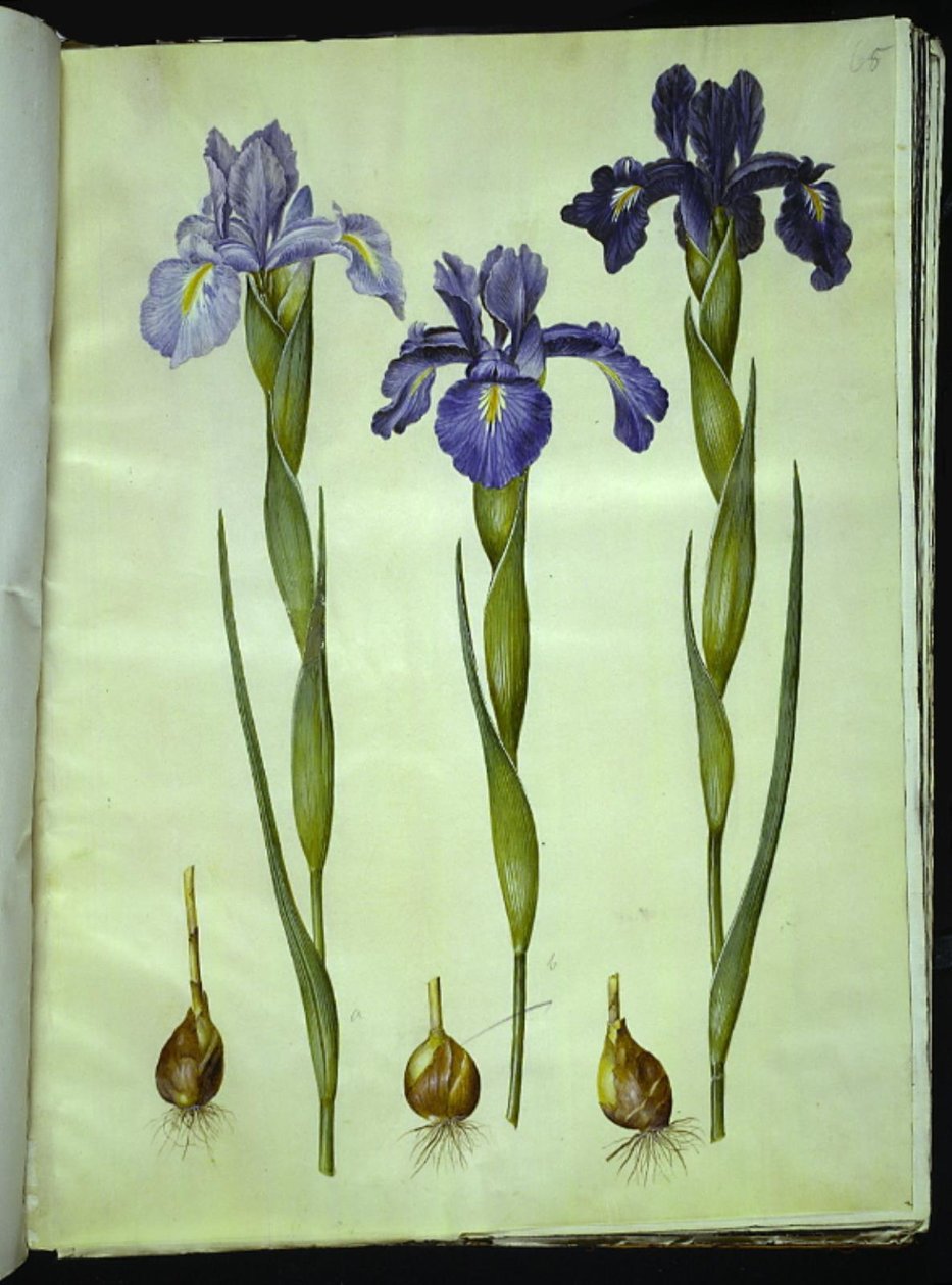 Iris latifolia (English Iris) by Hans Simon Holtzbecker