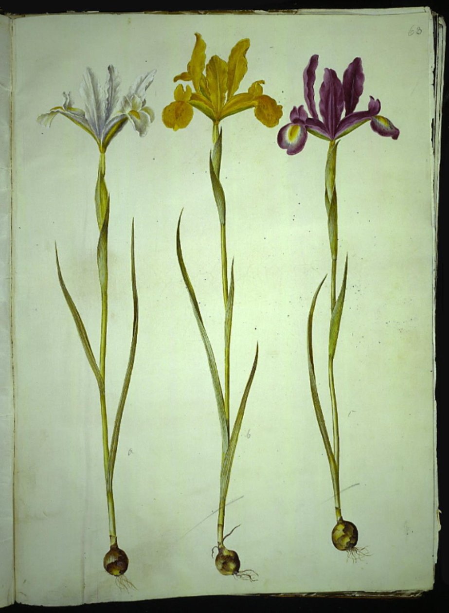 Iris xiphium (Spanish Iris) by Hans Simon Holtzbecker