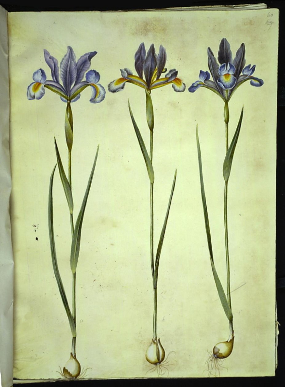 Iris xiphium (Spanish Iris) by Hans Simon Holtzbecker