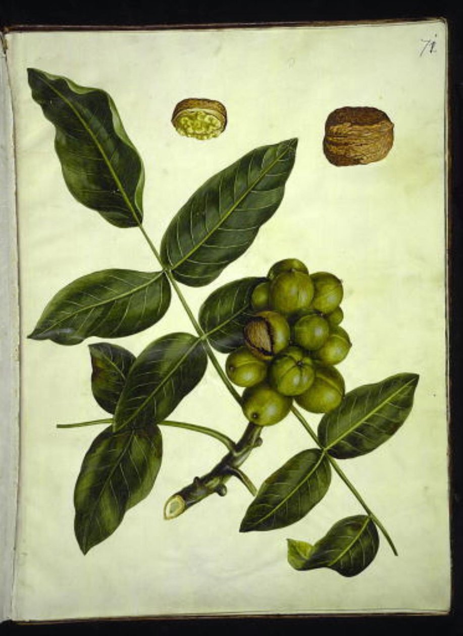 Juglans regia (Common Walnut) by Hans Simon Holtzbecker