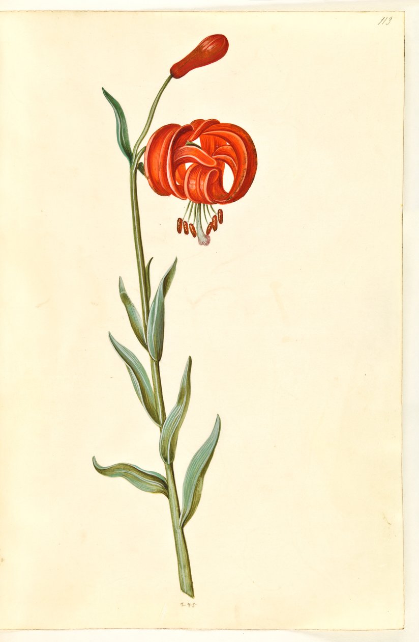 Lilium chalcedonicum (Red Turk