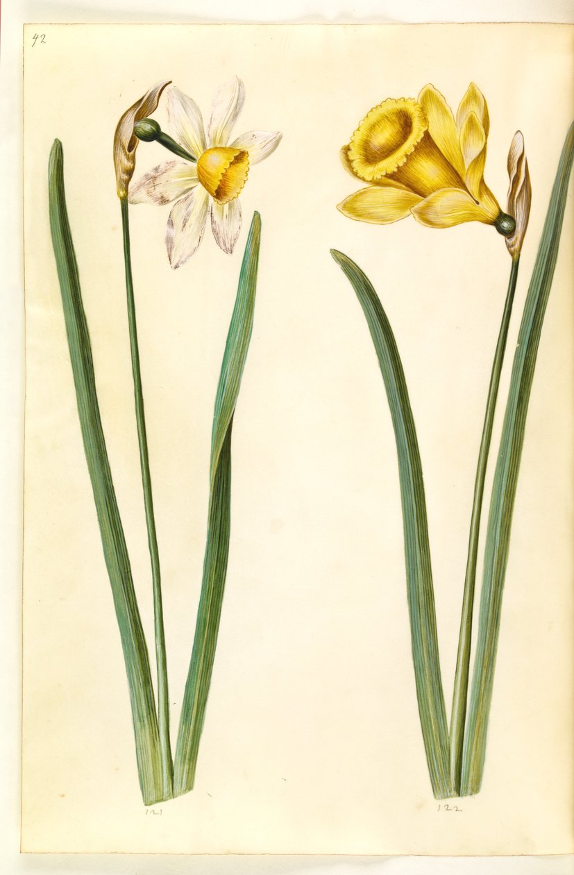 Narcissus ×incomparabilis; Narcissus pseudonarcissus by Hans Simon Holtzbecker