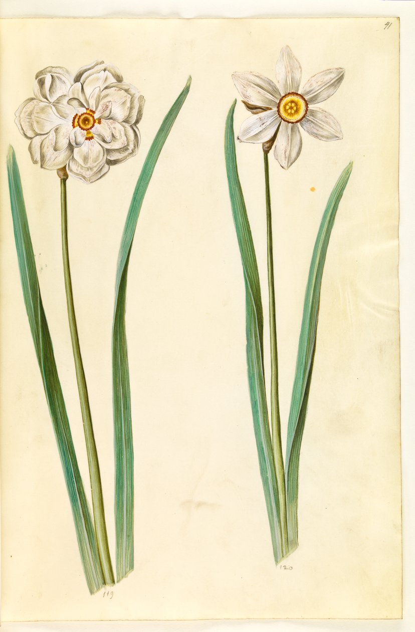 Narcissus Poeticus (Poet