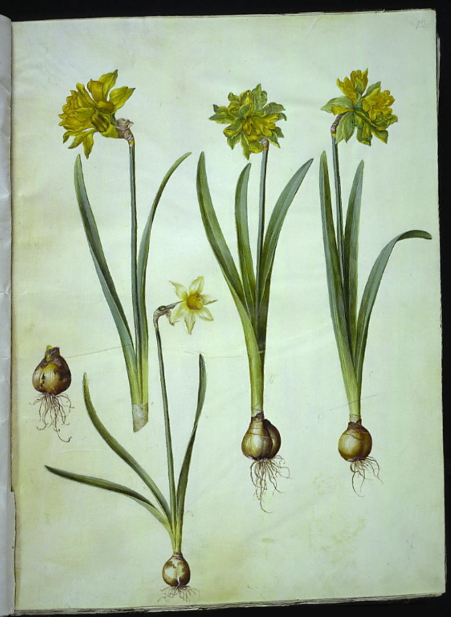 Narcissus pseudonarcissus; Narcissus ×incomparabilis (Garden Daffodil) by Hans Simon Holtzbecker