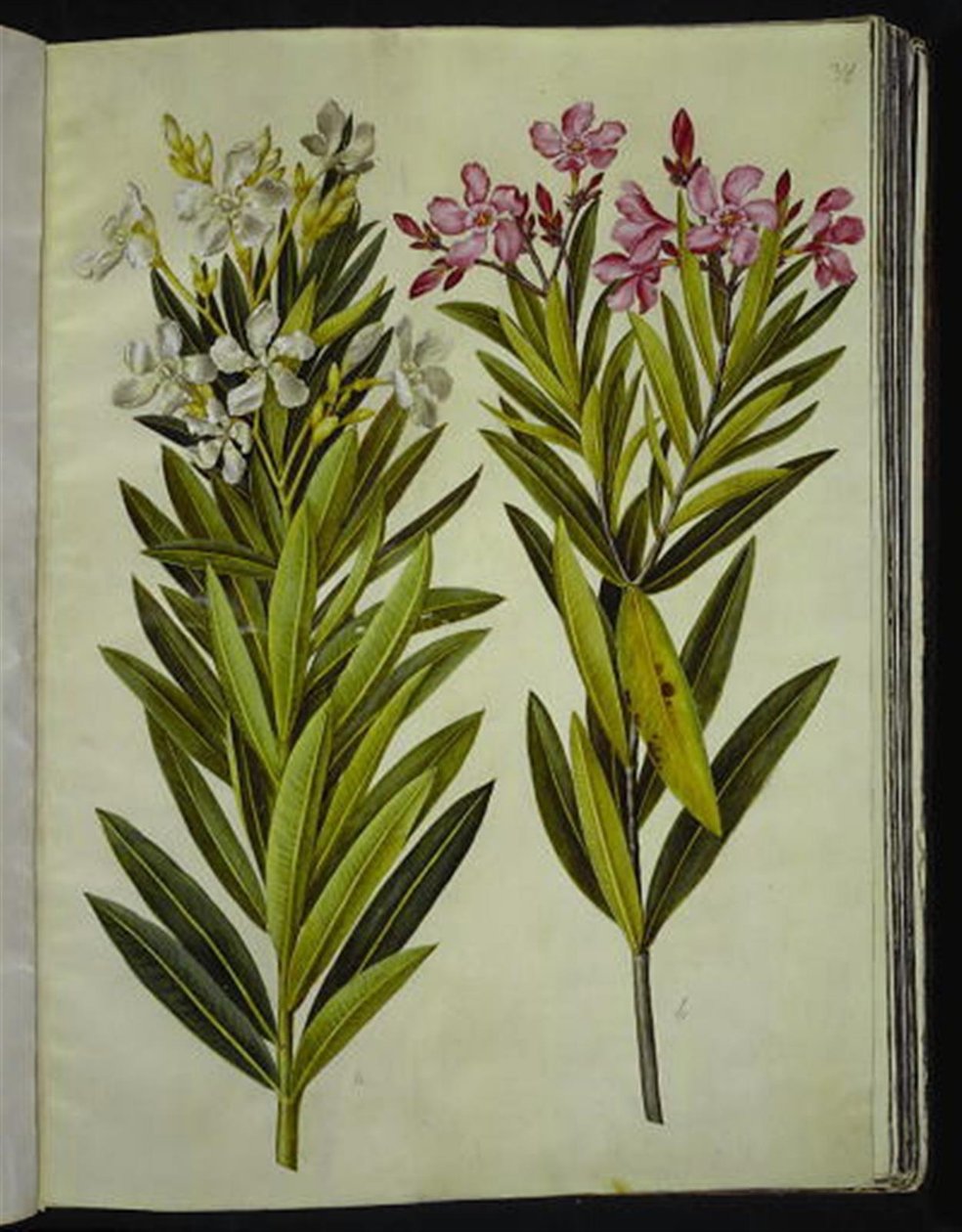 Nerium Oleander by Hans Simon Holtzbecker