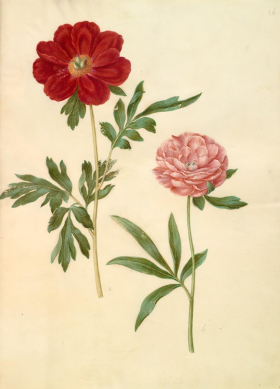 Paeonia Officinalis (Peony) by Hans Simon Holtzbecker