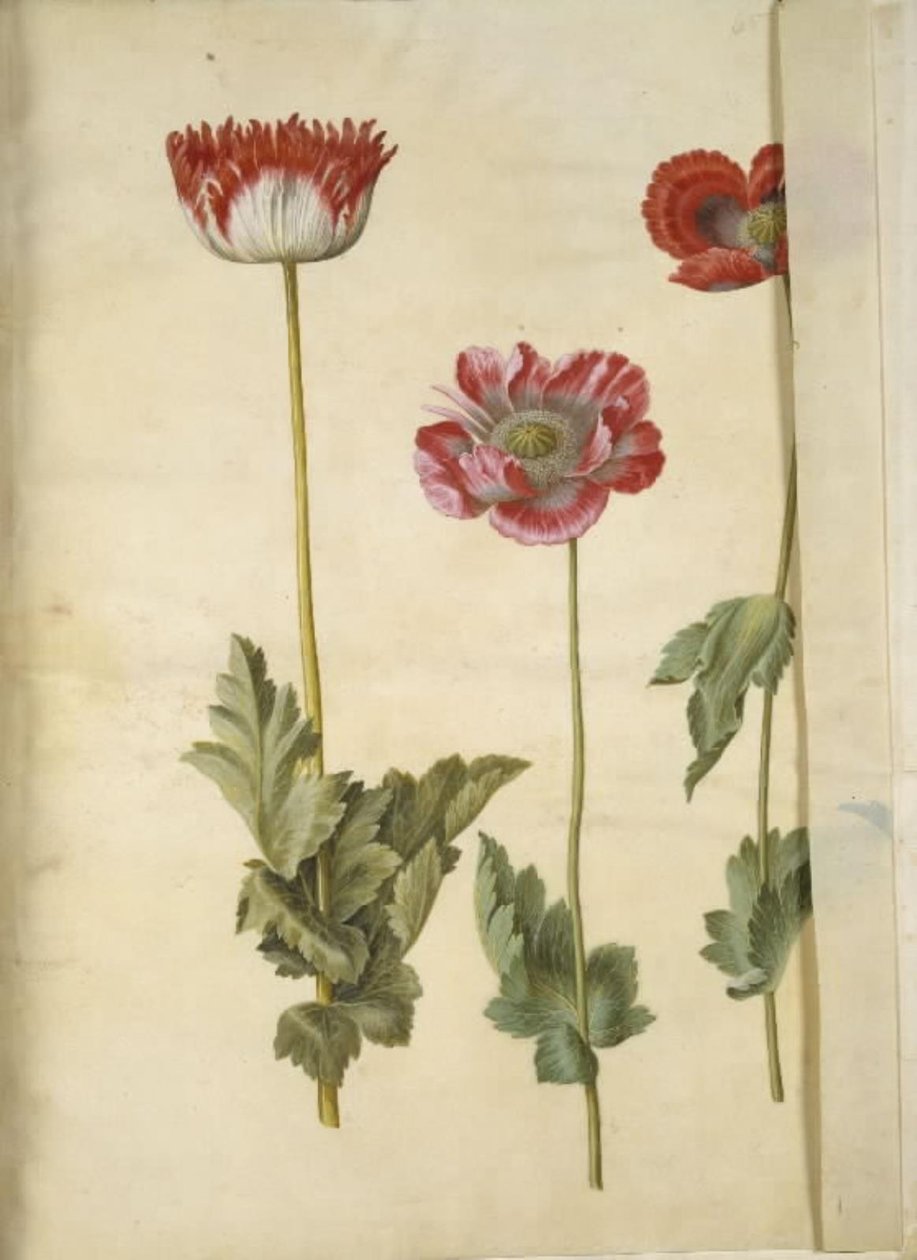 Papaver Somniferum (Opium Poppy) by Hans Simon Holtzbecker