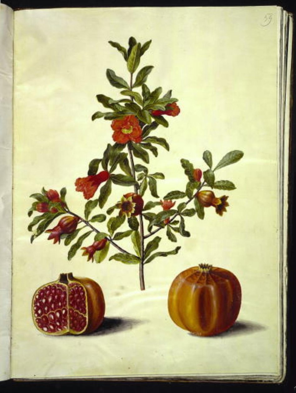 Pomegranate by Hans Simon Holtzbecker