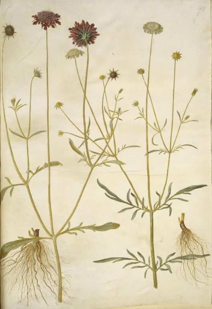 Scabiosa atropurpurea (Widow Flower); Scabiosa columbaria (Pigeon Scabious) by Hans Simon Holtzbecker