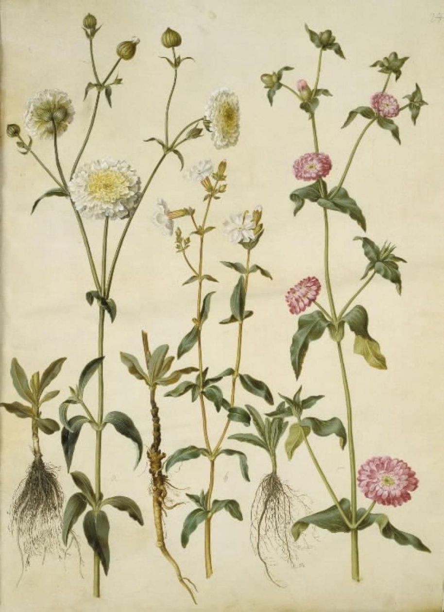 Silene latifolia (Evening Campion); Silene dioica (Day Campion) by Hans Simon Holtzbecker