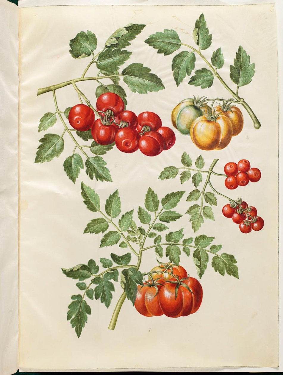 Solanum Lycopersicum L. (Common Tomato) by Hans Simon Holtzbecker