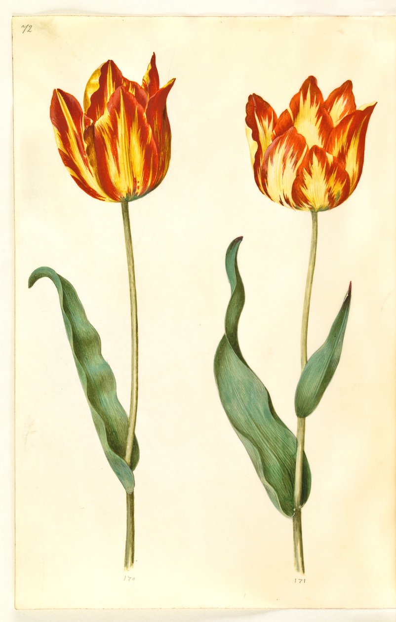 Tulipa gesneriana (Garden Tulip) by Hans Simon Holtzbecker