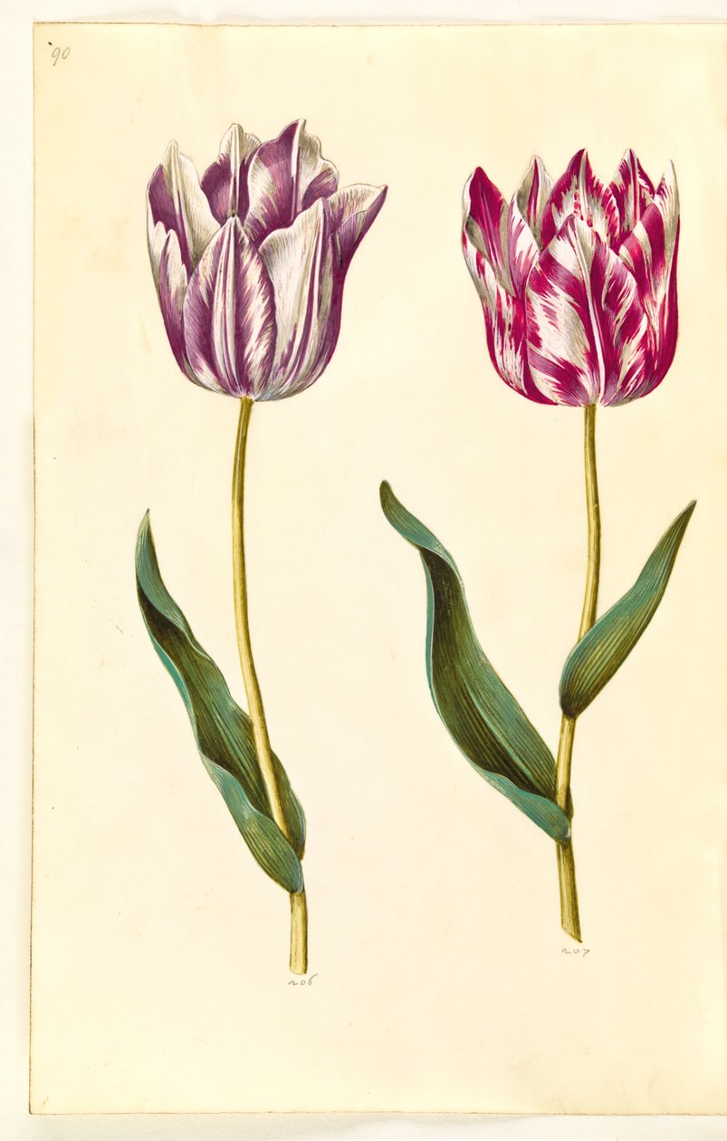 Tulipa gesneriana by Hans Simon Holtzbecker