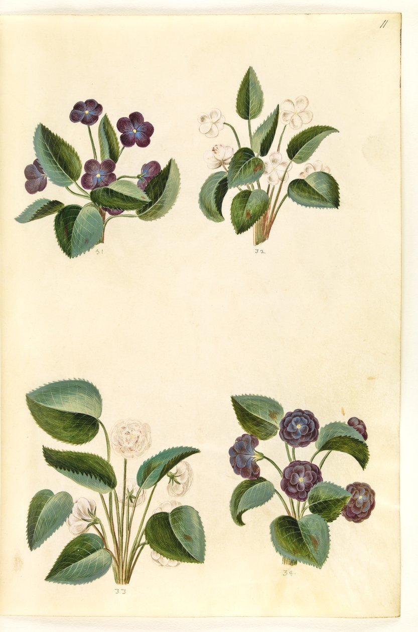 Viola odorata (March Violet) by Hans Simon Holtzbecker