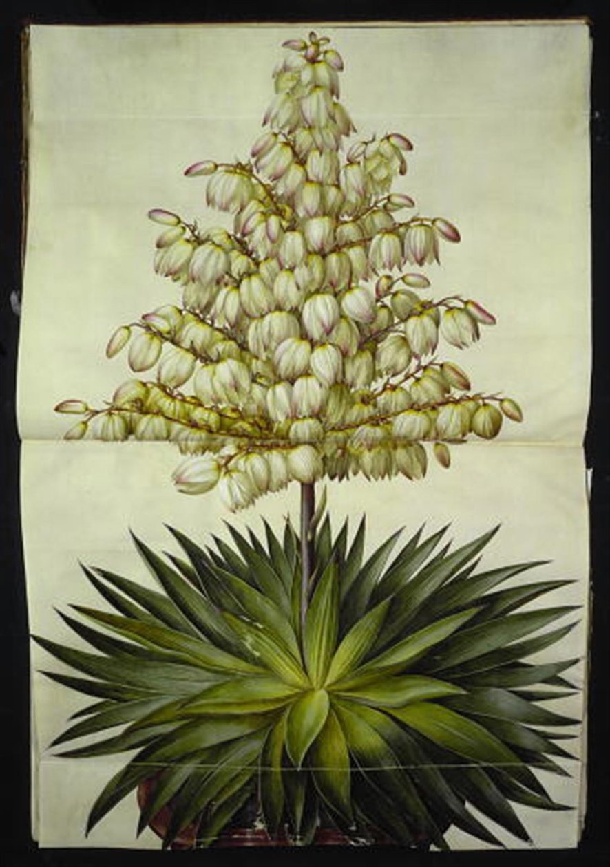 Yucca gloriosa (Glorious Palm Lily) by Hans Simon Holtzbecker