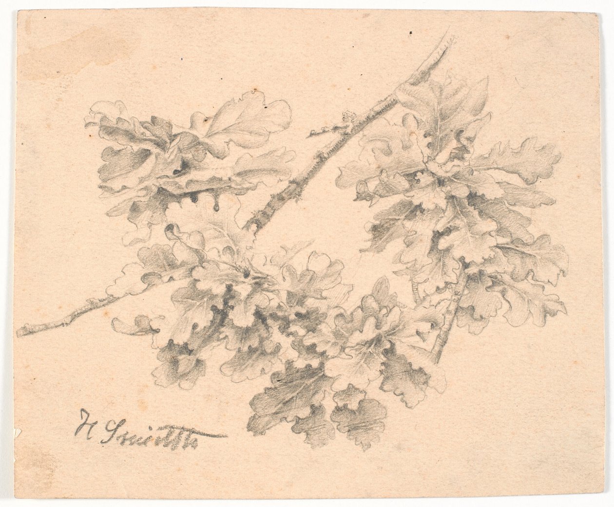 Study of Oak Branches by Hans Smidth
