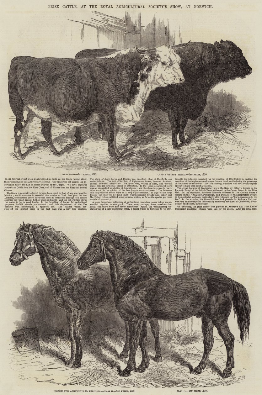 Prize Cattle, at the Royal Agricultural Society