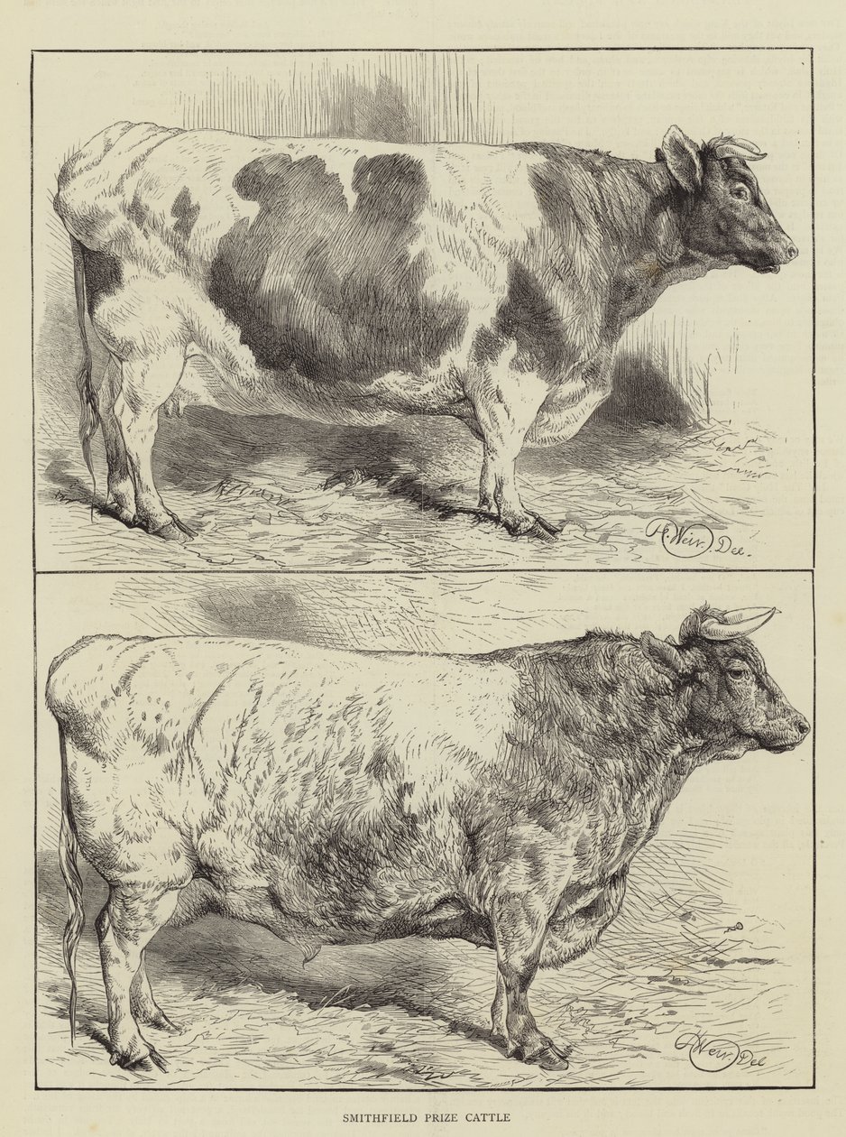 Smithfield Prize Cattle by Harrison William Weir