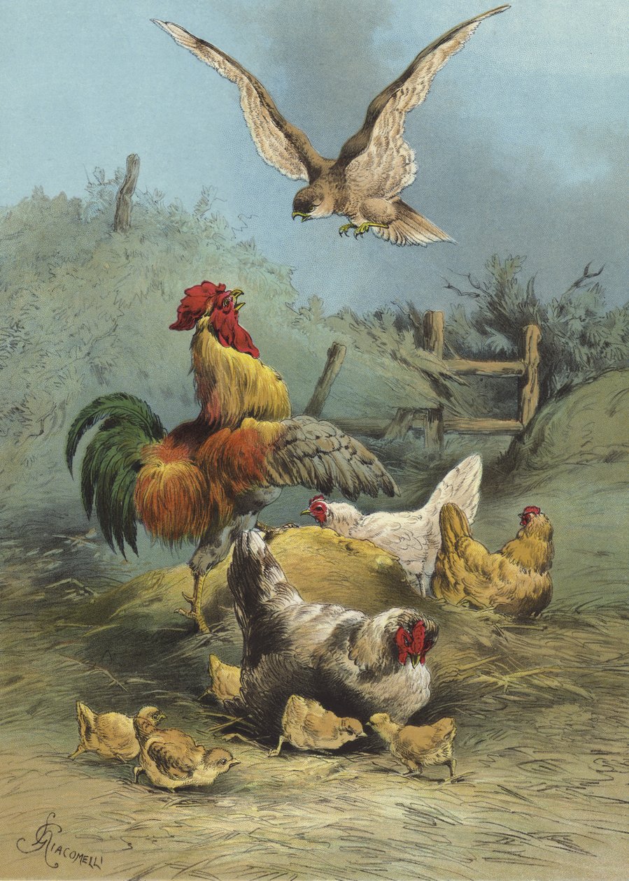 Falcon in the Poultry Yard by Hector Giacomelli