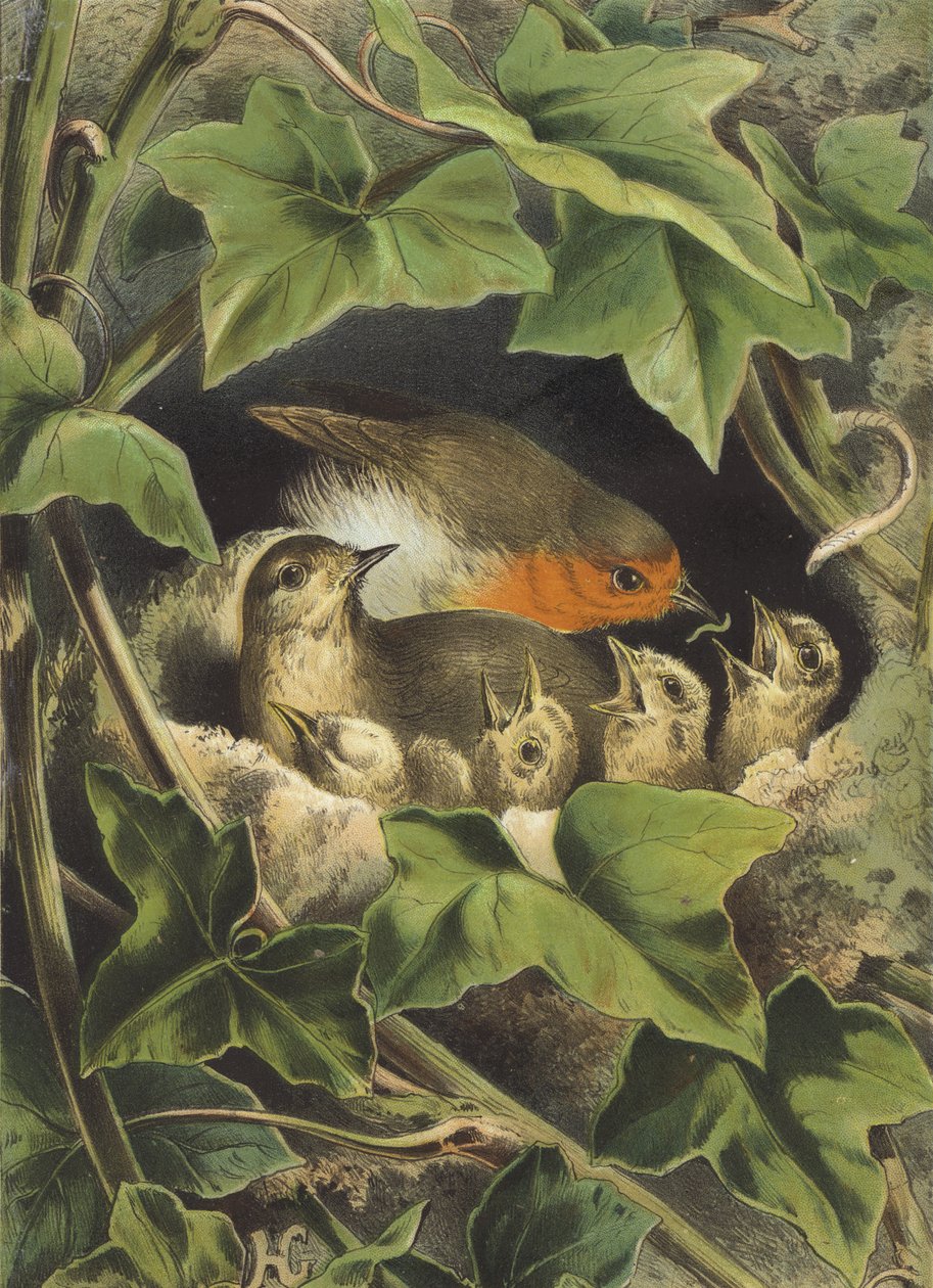 Robin, Feeding the Young by Hector Giacomelli