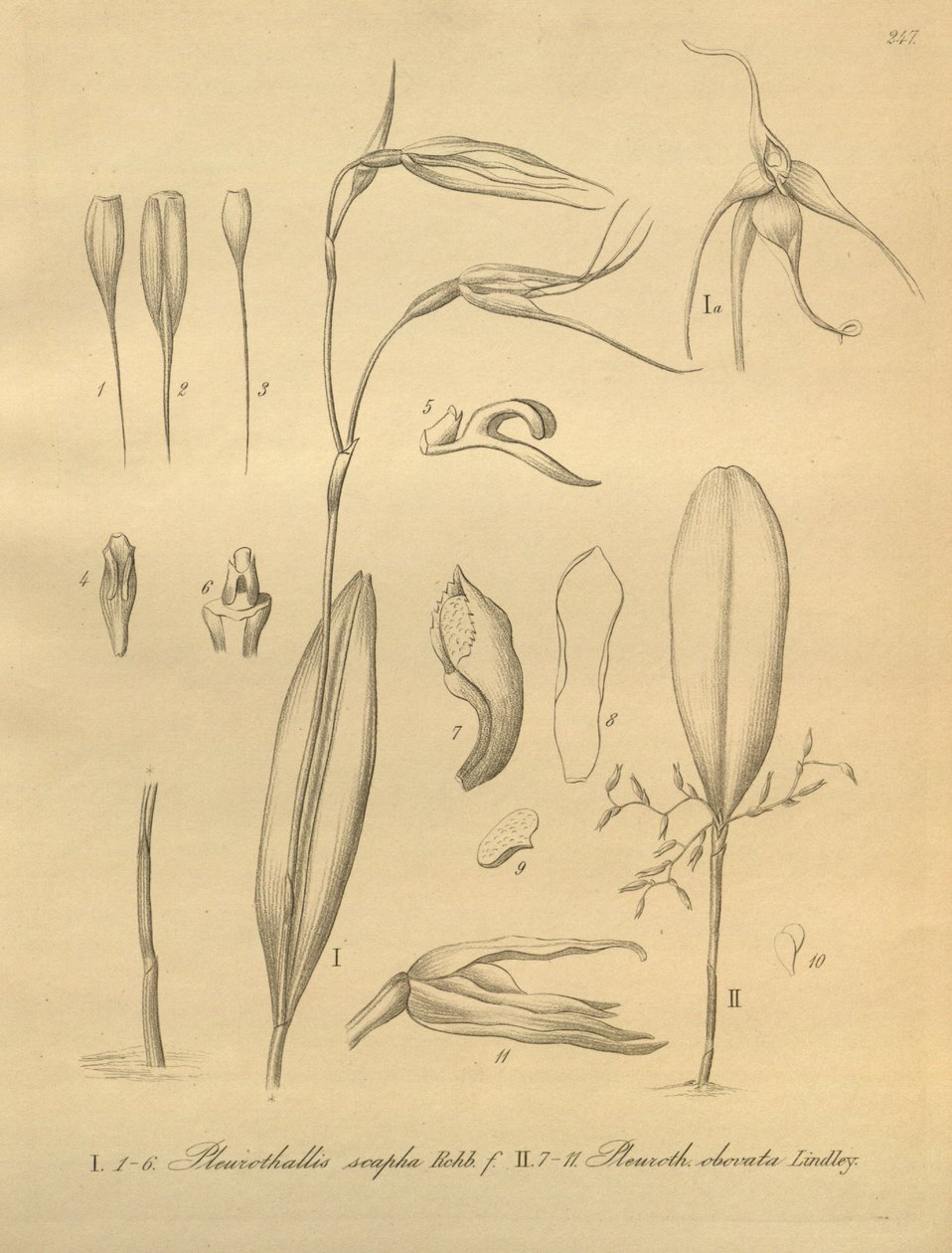 Illustration of Pleurothallis sirene by Heinrich Gustav Reichenbach