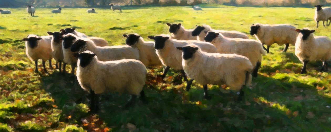 Flock Watching by Helen White
