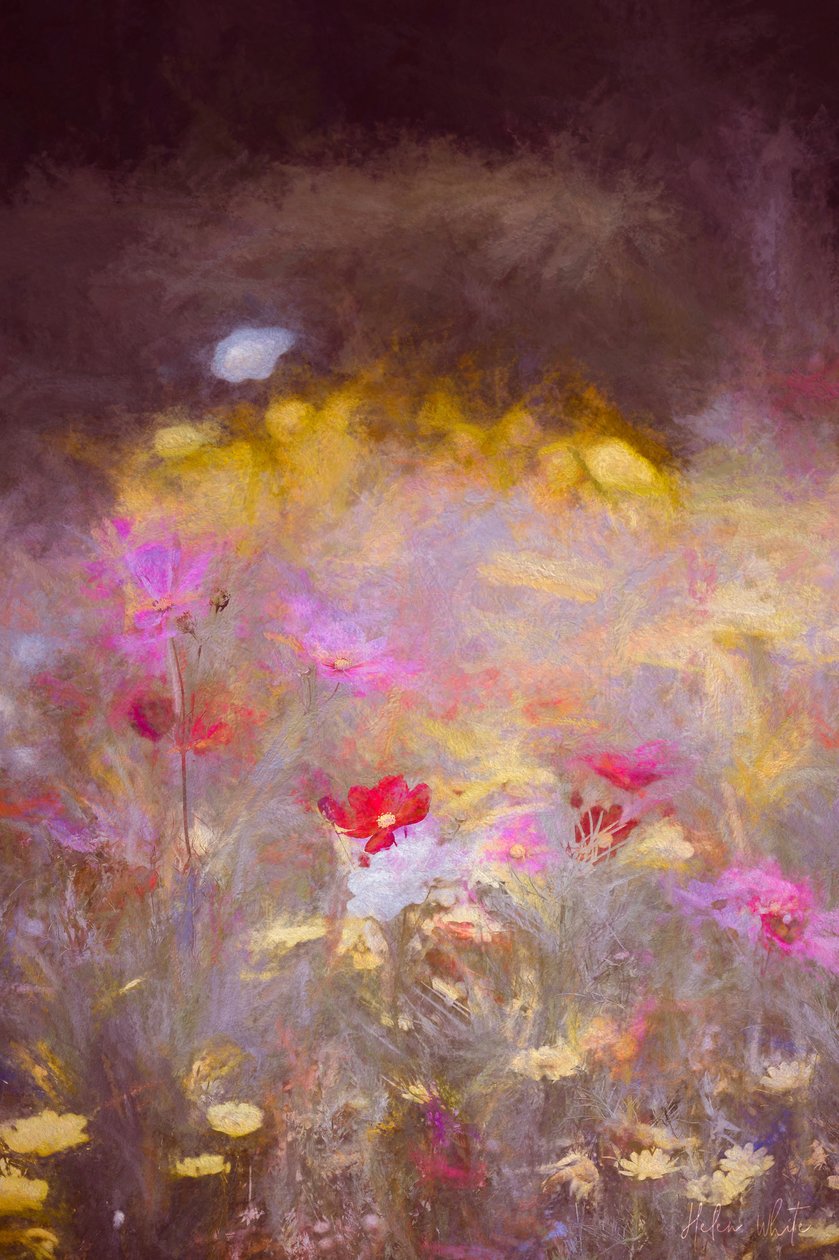 Meadow by Helen White