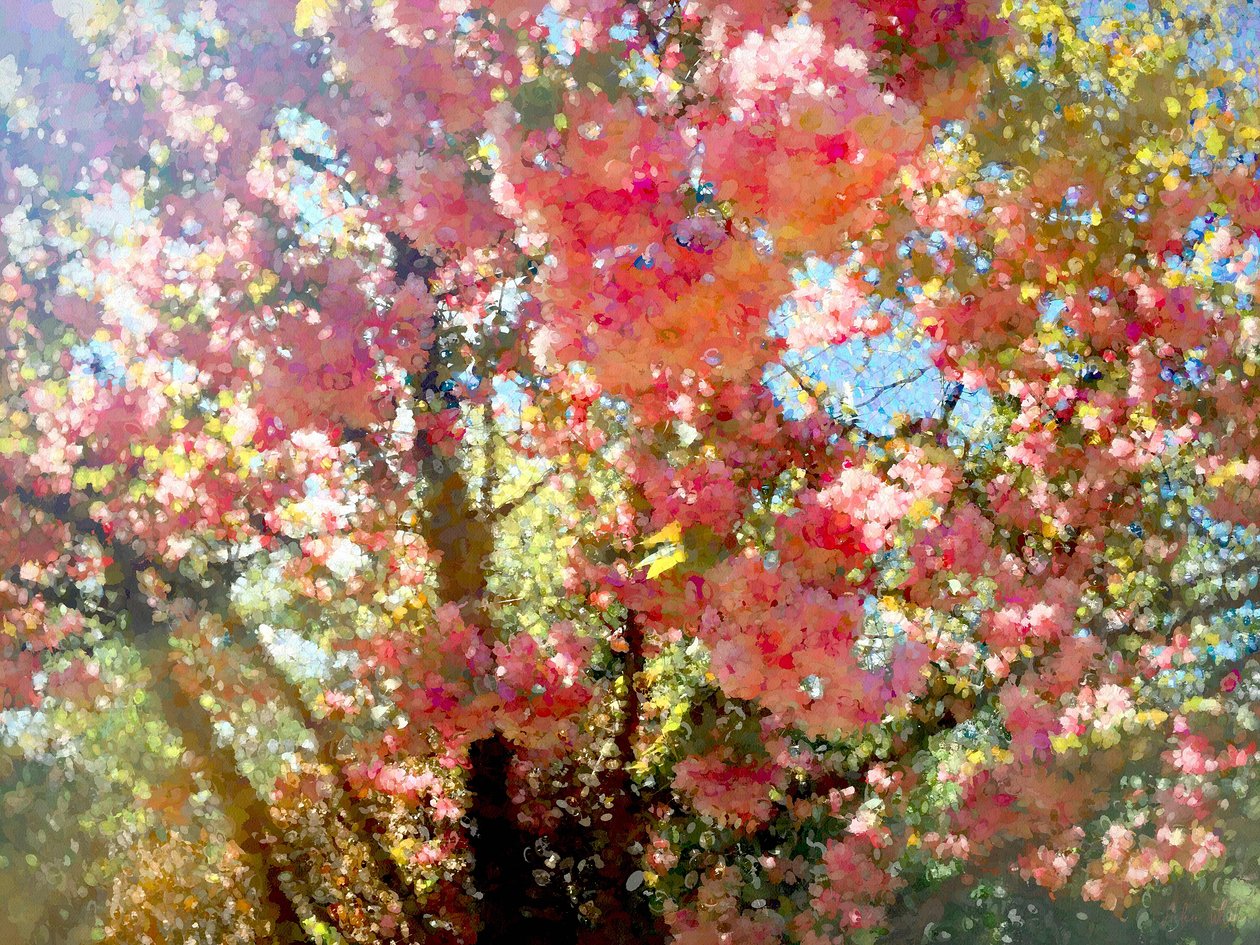 Spring Blossom Sky by Helen White