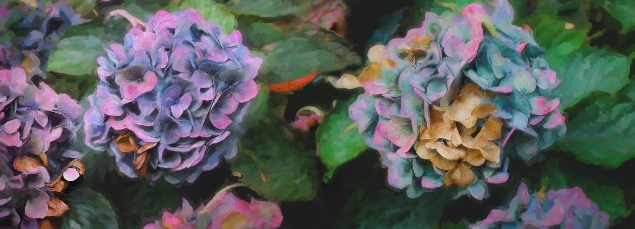 Hydrangeas by Helen White