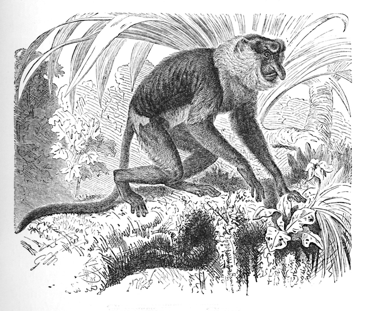 Proboscis Monkey by Helena J. Maguire