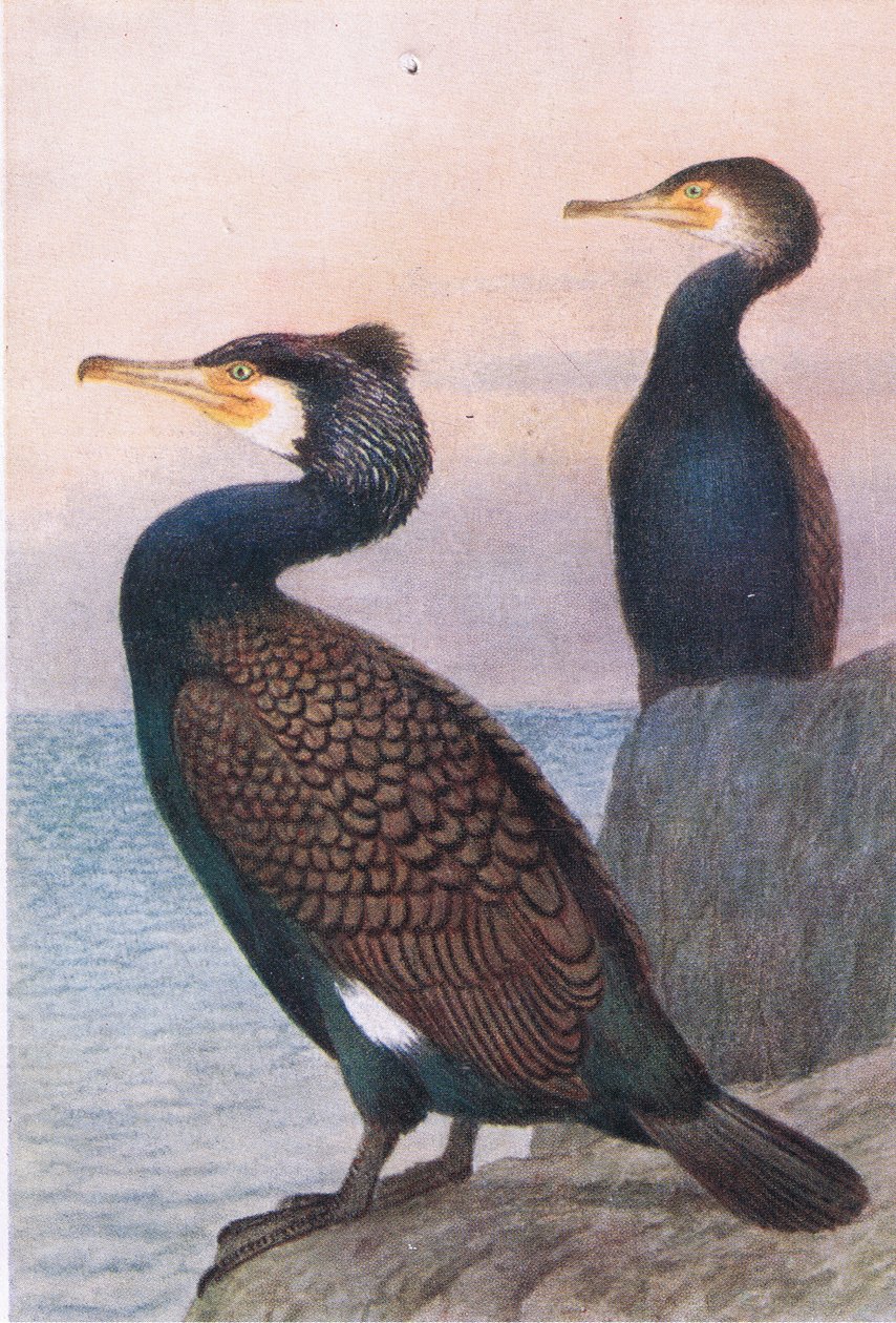 Cormorant, Postcard, 1930s by Hendrik Gronvold