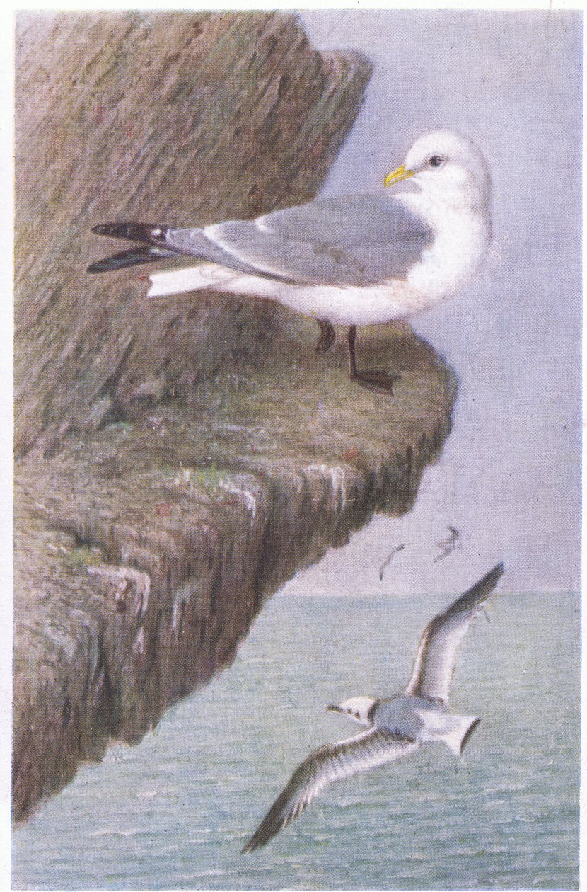 Kittiwake, Postcard, 1930s by Hendrik Gronvold