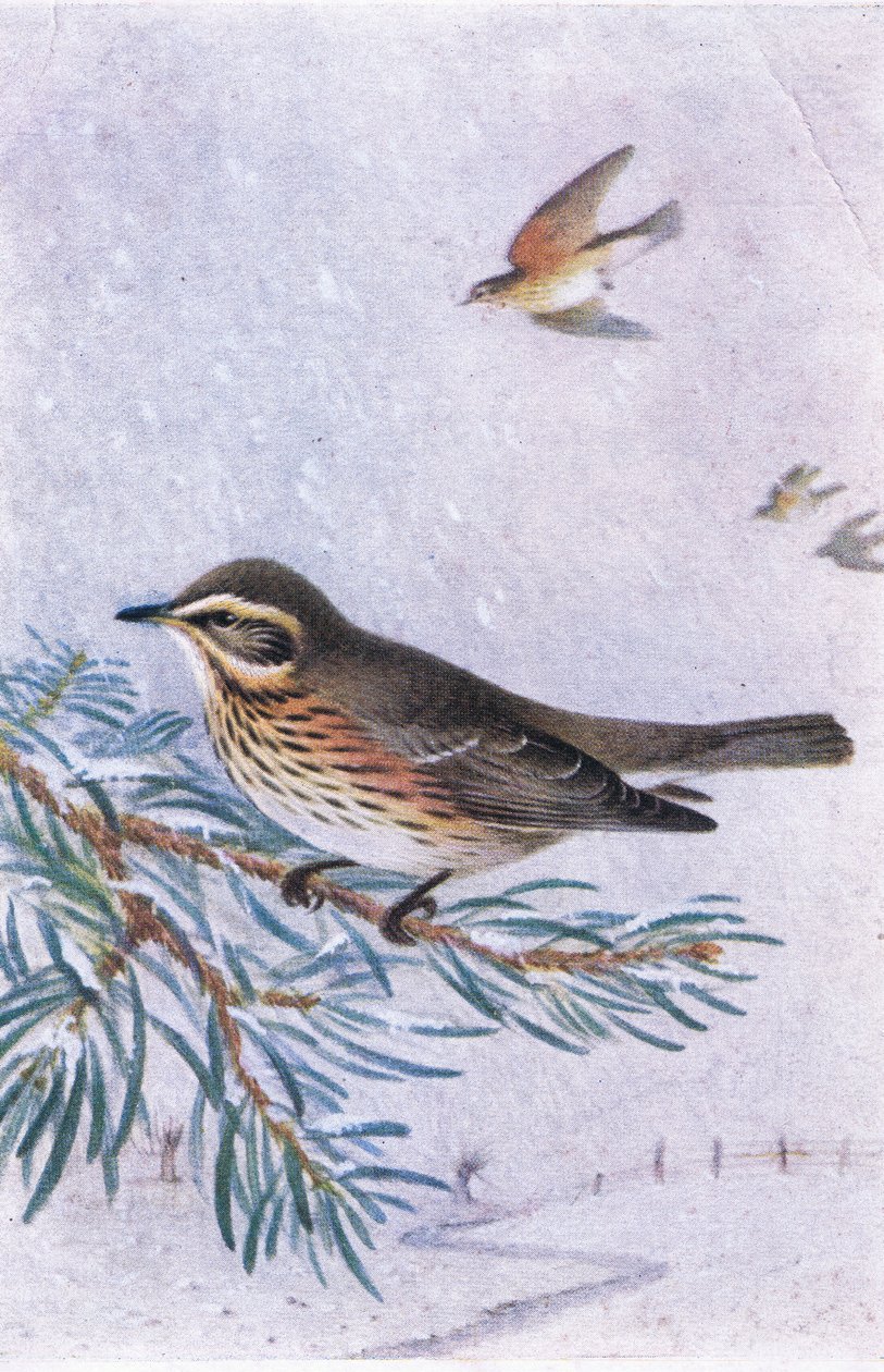 Redwing, Postcard, 1930s by Hendrik Gronvold