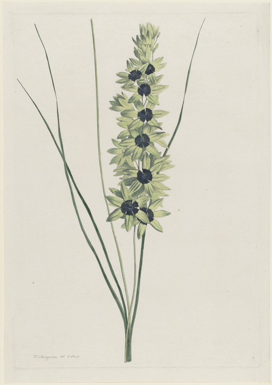 African Iris (Ixia maculata viridis) by Hendrik Schwegman