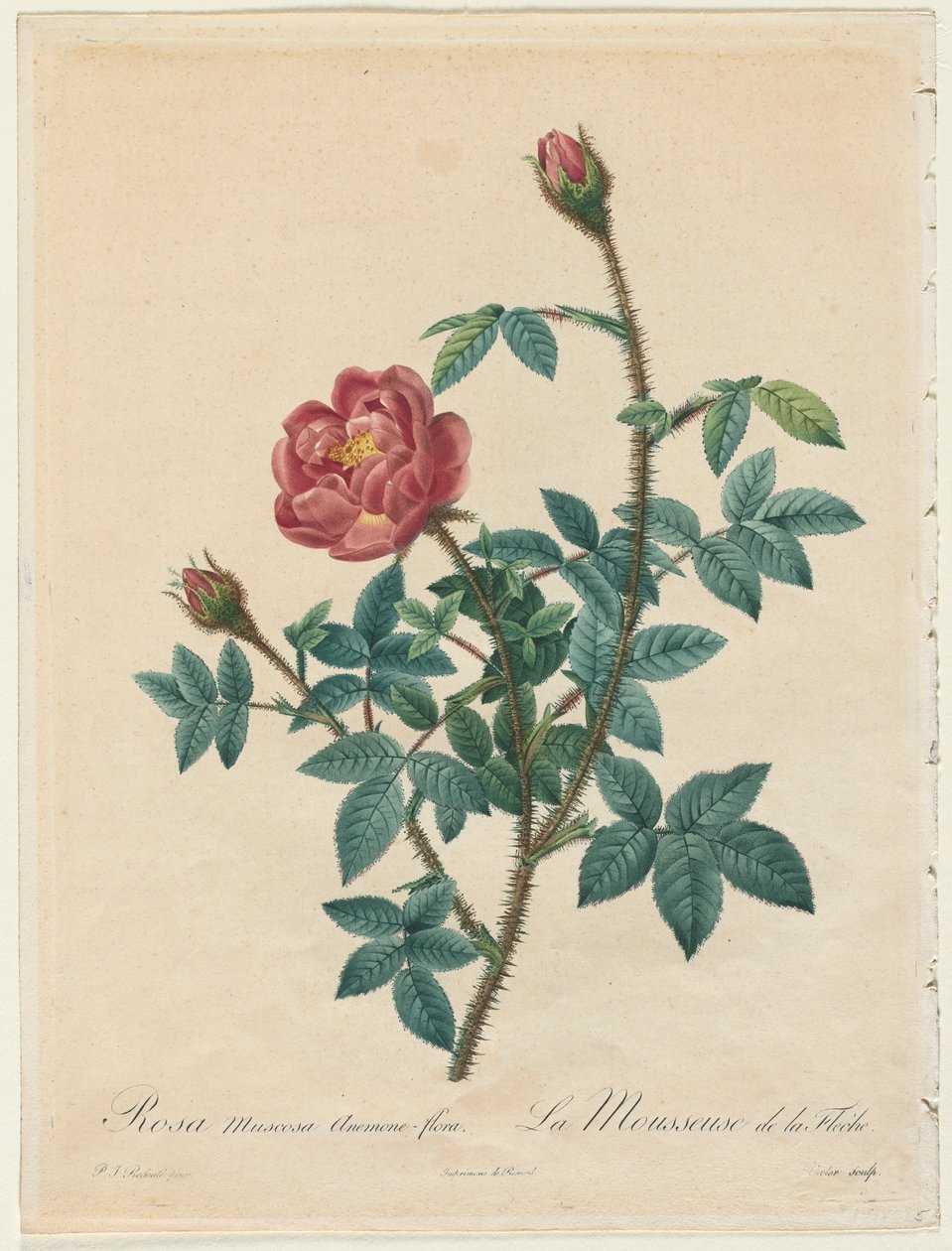 Moss Rose by Pierre Joseph Redouté