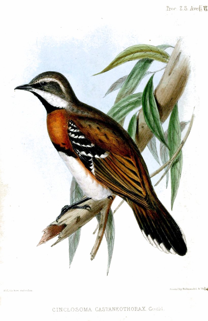 Cinclosoma Castaneothorax Richter by Henry Constantine Richter