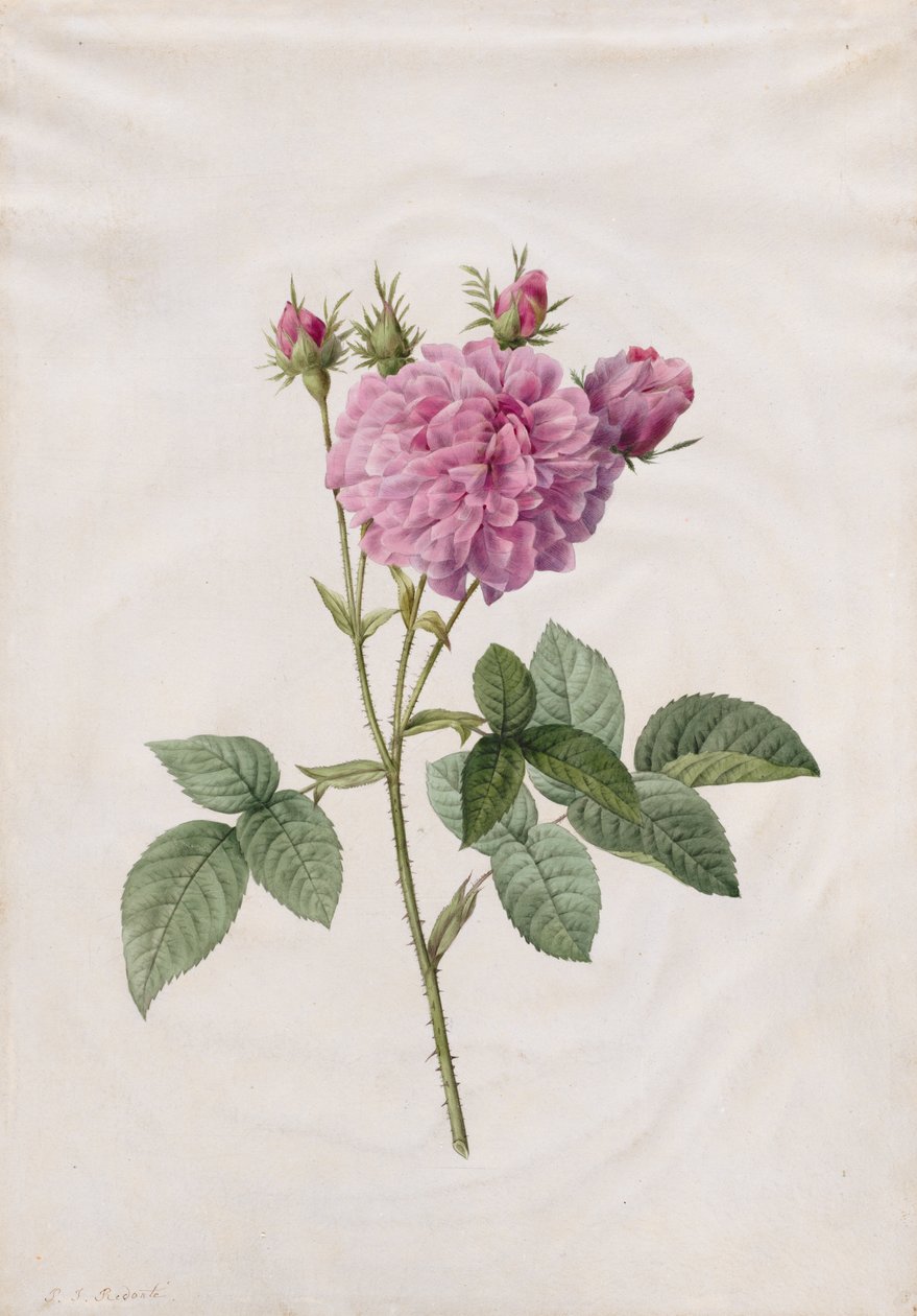 Agatha Rose by Henry Joseph Redouté