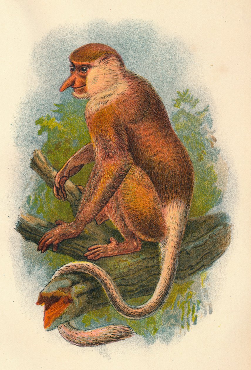 The Proboscis Monkey by Henry Ogg Forbes