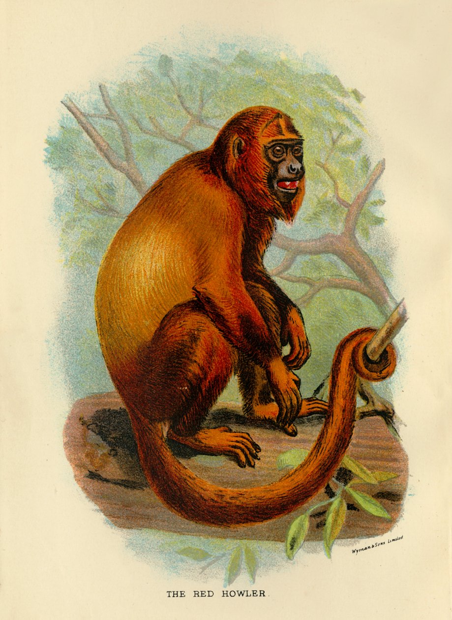 The Red Howler by Henry Ogg Forbes