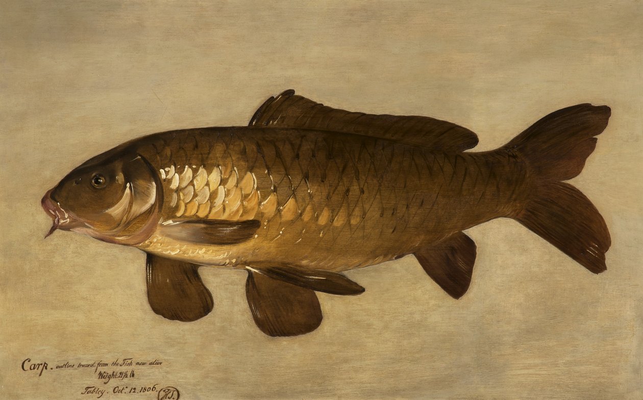 Carp by Henry Thomson