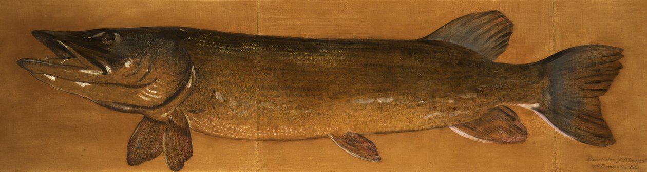 Pike by Henry Thomson