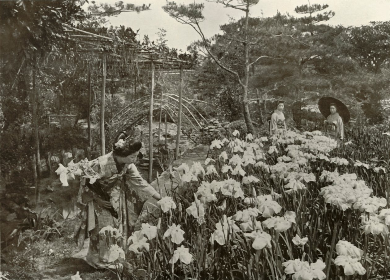 In An Iris Garden by Herbert Ponting