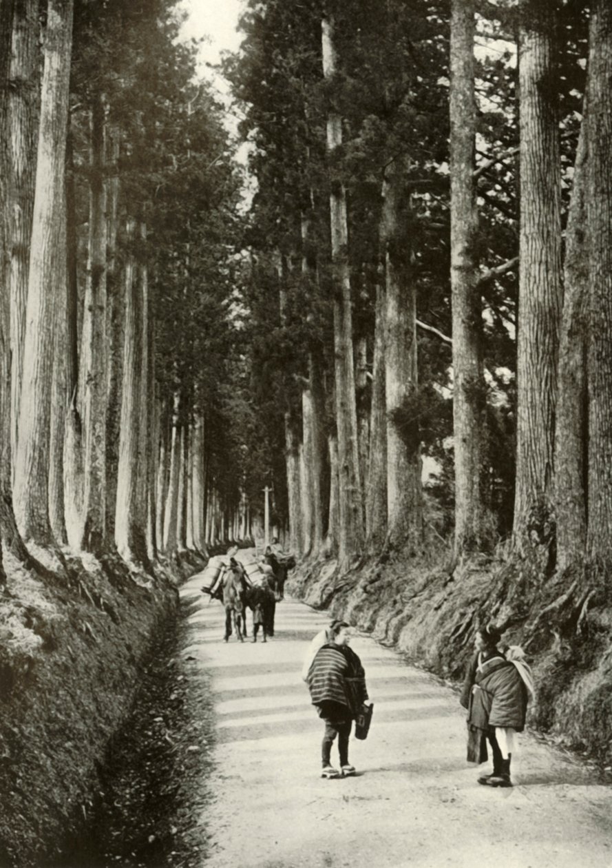The Cryptomerias at Nikko by Herbert Ponting