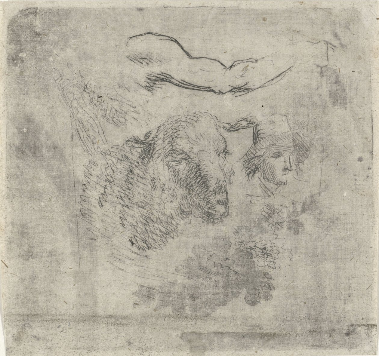 Study Sheet with Sheep by Hermanus Fock