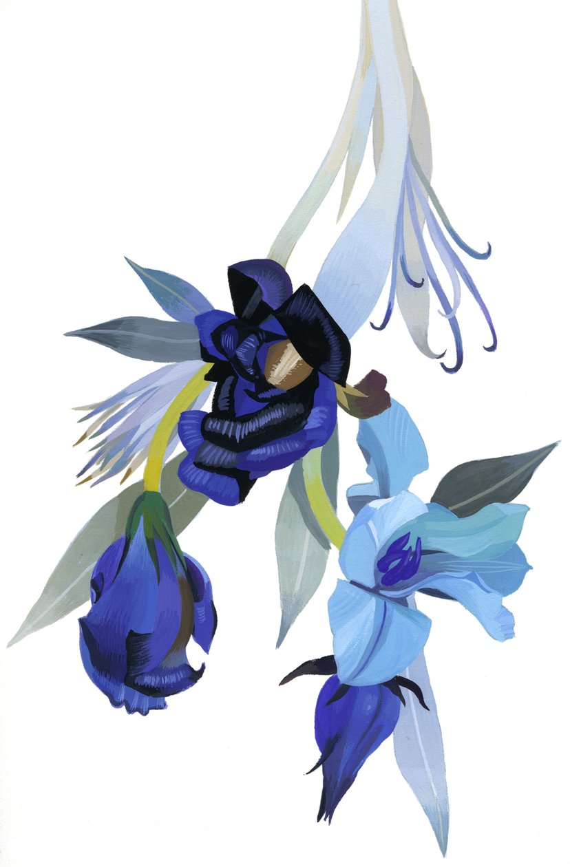 Flower Drawn with Blue Tone by Hiroyuki Izutsu