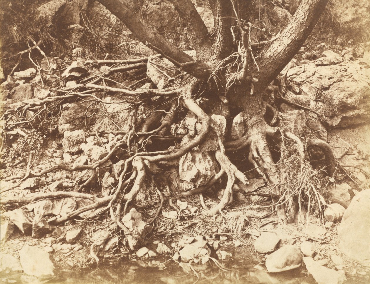 Tree with Tangle of Roots, 1853 by Hugh Owen