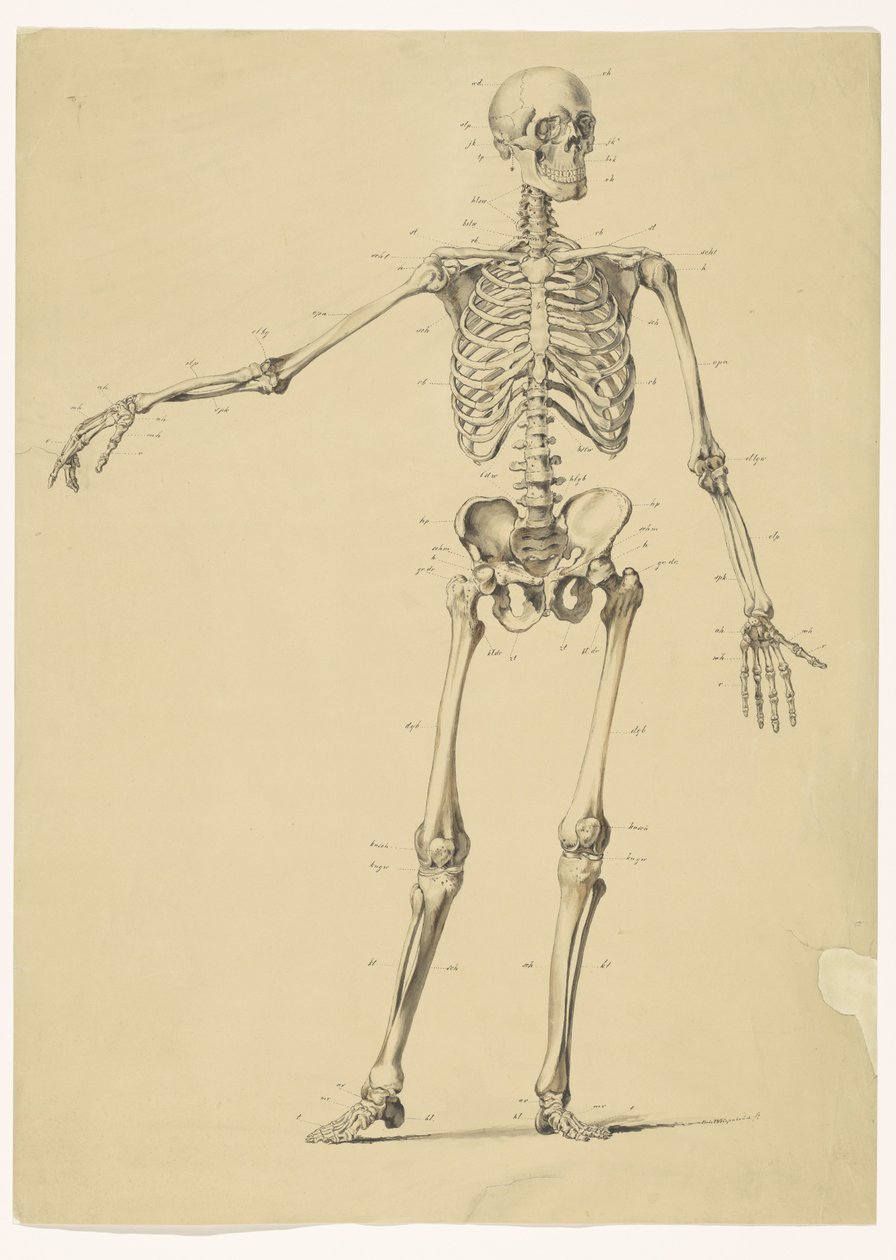 Human Skeleton, with Notes by Isaac Weissenbruch