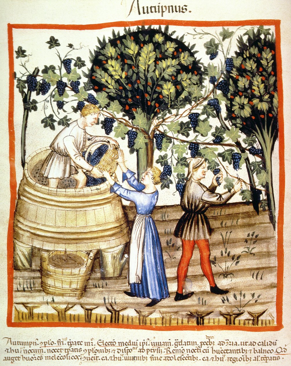 Autumn: The Grape Harvest (illustration from Tacuinum Sanitatis Codex Vindobonensis) by Italian School