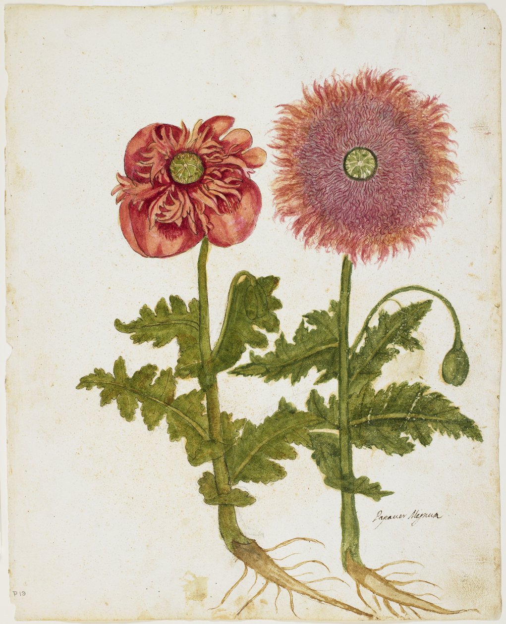 Poppies (Papaver spp.) by Italian School