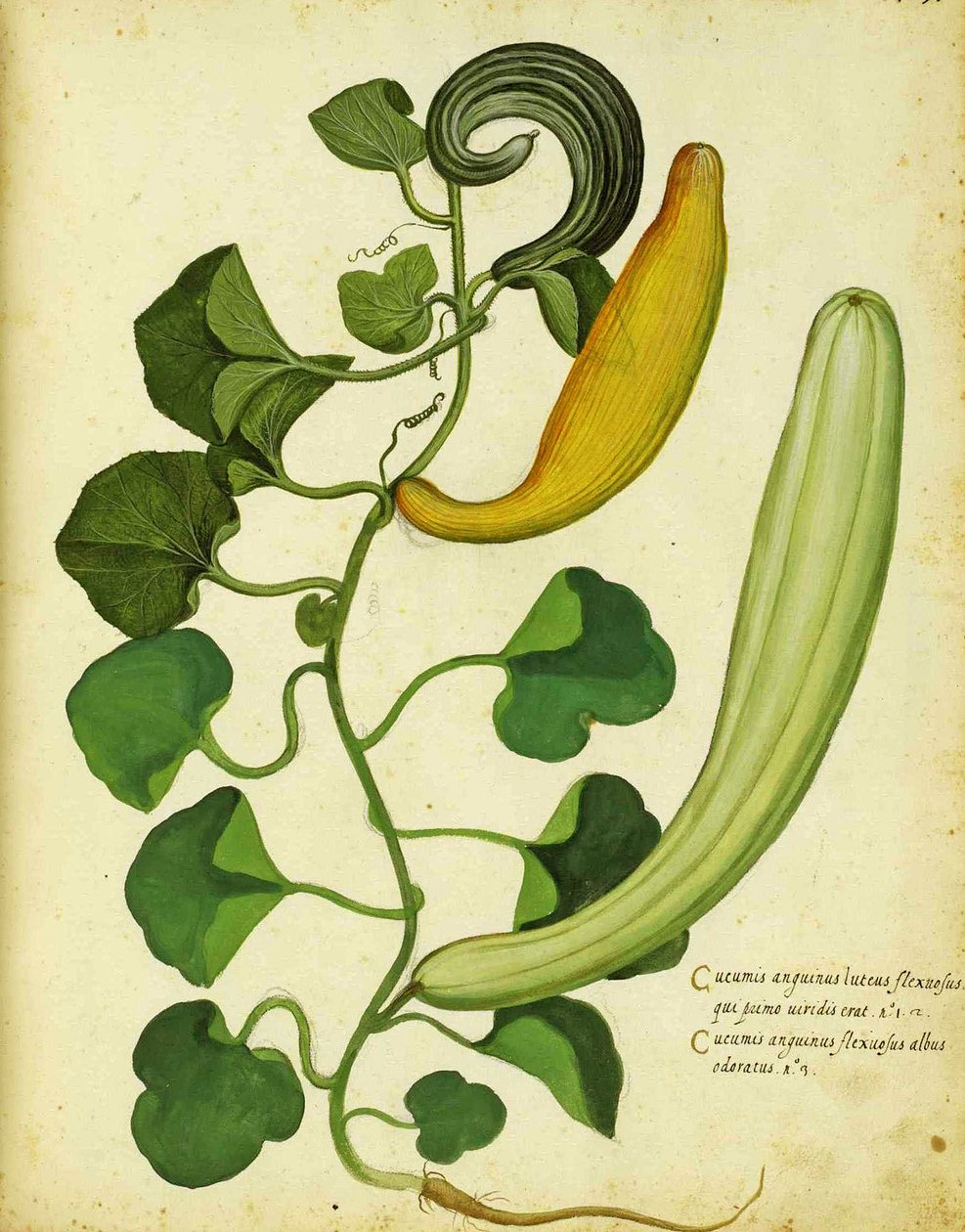 Snake Gourd by Ulisse Aldrovandi by Italian School